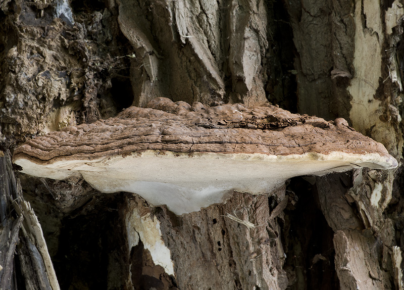 Ganoderma adspersum